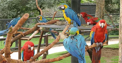 Macaw parrots up close at Monte Casino Bird Park